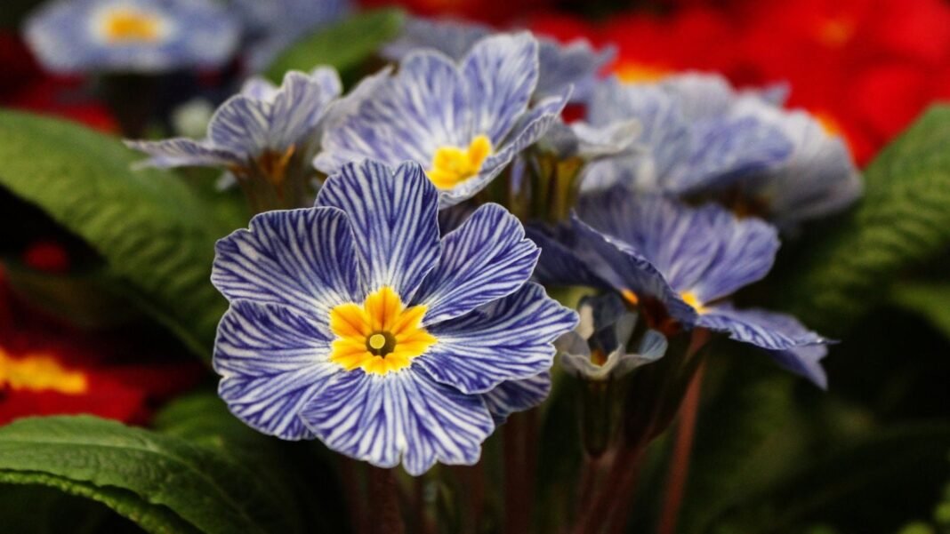 A-close-up-shot-of-a-developing-vibrant-purple-and-white-striped-colored-blooms-with-yellow-centers.jpeg A close-up shot of a developing, vibrant purple and white striped colored blooms with yellow centers of the Primrose, showcasing blue flowers shade