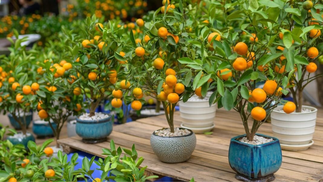 A-close-up-shot-of-a-group-of-potted-orange-tree-all-placed-on-a-small-patio-area-showcasing-how-to.jpeg A close-up shot of a group of potted orange tree, all placed on a small patio area, showcasing how to start a container orchard