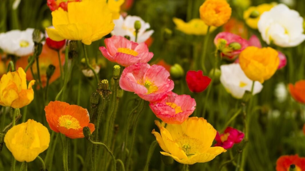 A close-up shot of a large composition of multicolored, delicate flowers, all atop slender stems, showcasing Iceland poppy varieties