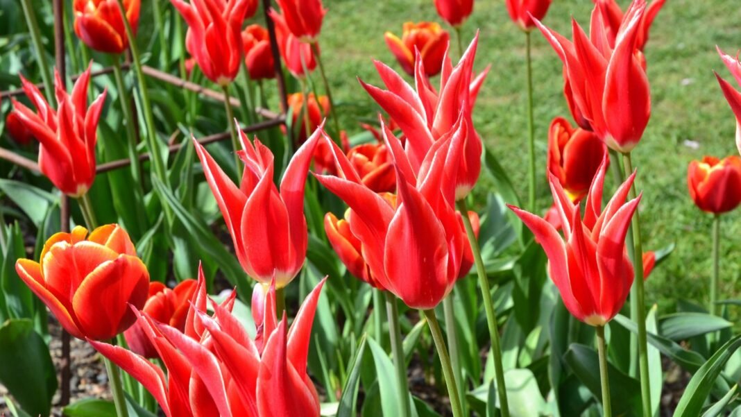 A close-up shot of a large composition of spiky, lily-like, red colored flowers, showcasing heirloom tulips