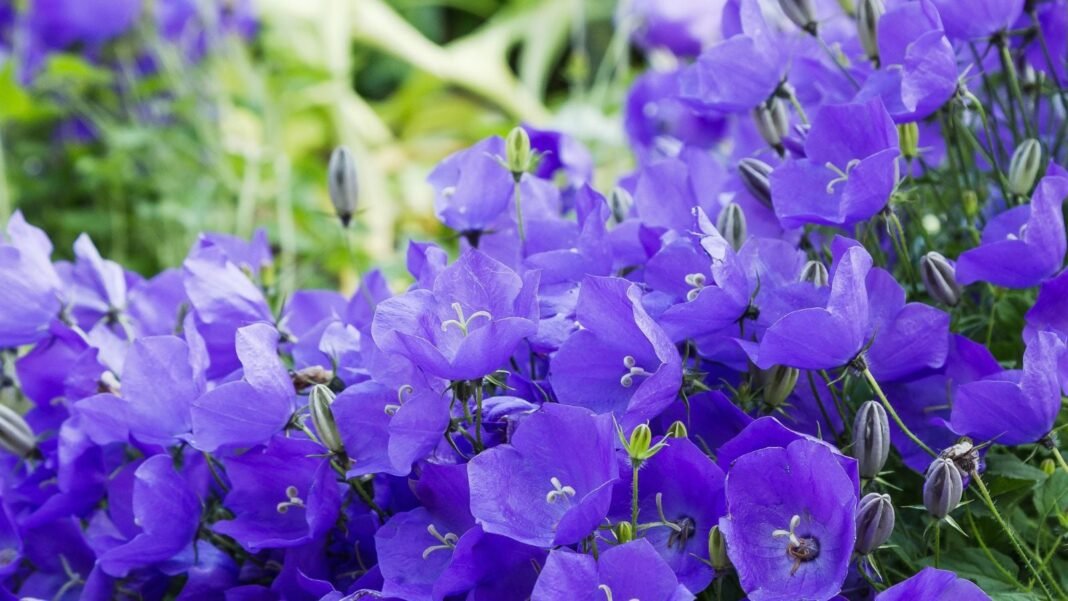 A-close-up-shot-of-a-large-composition-of-vibrant-blue-purple-bell-shaped-flowers-of-the-tussock-bel.jpeg A close-up shot of a large composition of vibrant blue-purple, bell-shaped flowers of the tussock bellflower, showcasing shade bloom all summer