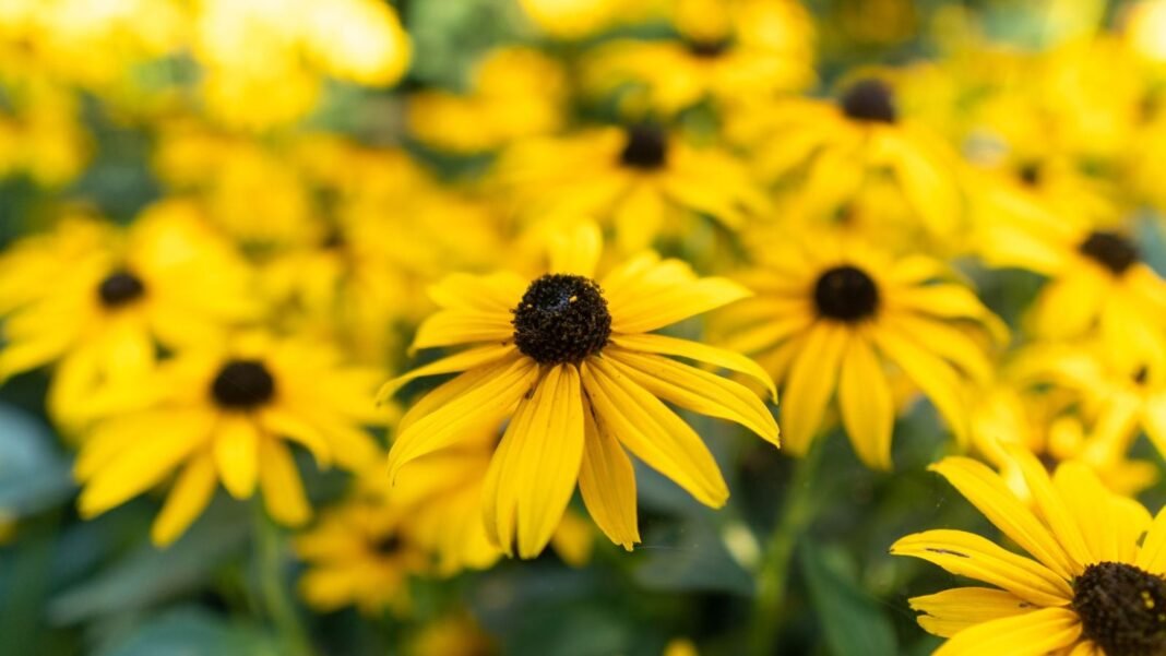 A-close-up-shot-of-a-large-composition-of-vibrant-yellow-colored-daisy-like-flowers-with-dark-brown.jpeg A close-up shot of a large composition of vibrant yellow colored, daisy-like flowers with dark brown centers, showcasing how to grow black-eyed susan seed
