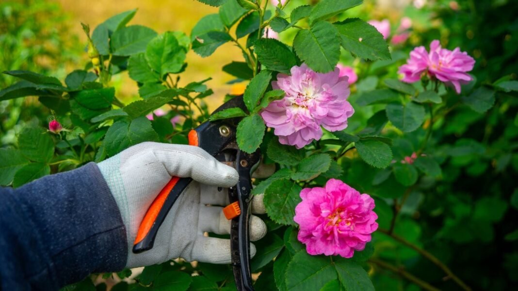 A close-up shot of a person's hand, wearing white gloves and using pruners, in the process of trimming climbing roses, showcasing prune plants March
