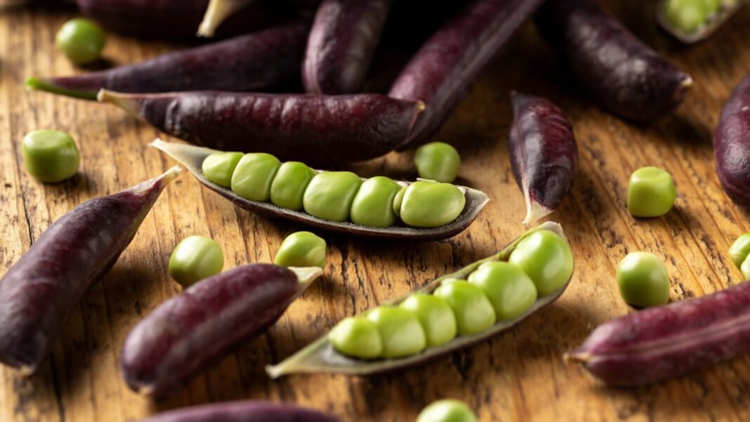 A close-up shot of a small composition of freshly harvested and opened, purple colored pods of the sugar magnolia snap peas
