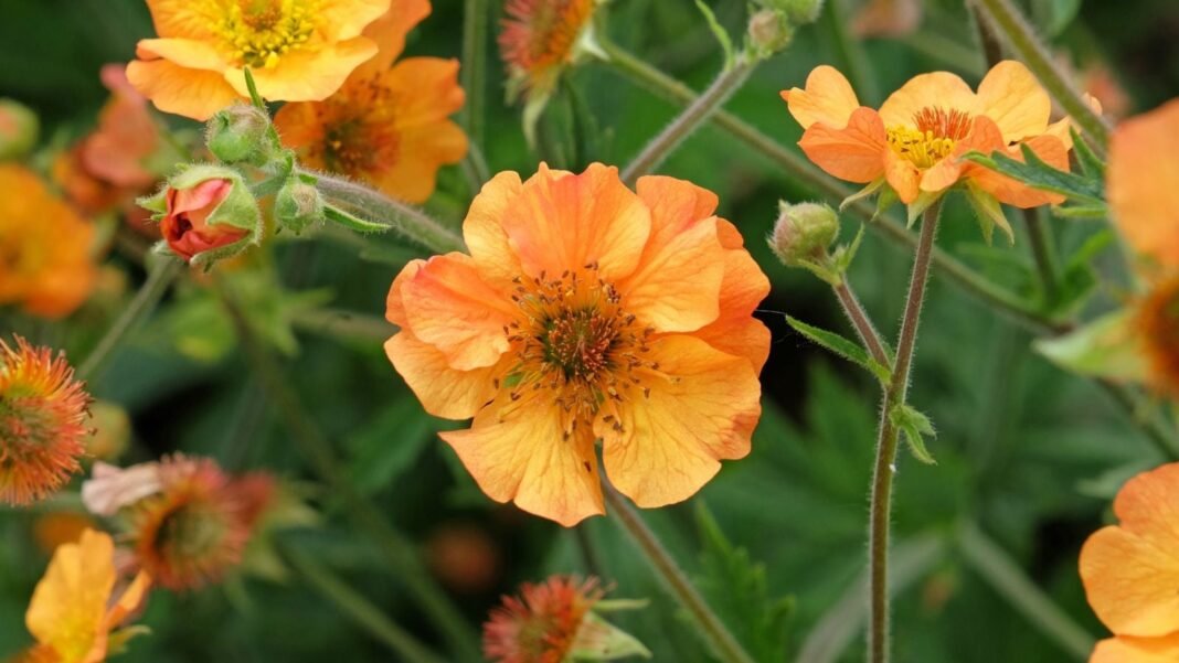 A close-up shot of a small composition of vibrant orange, delicate blooms on slender arching stems of the totally tangerine geum