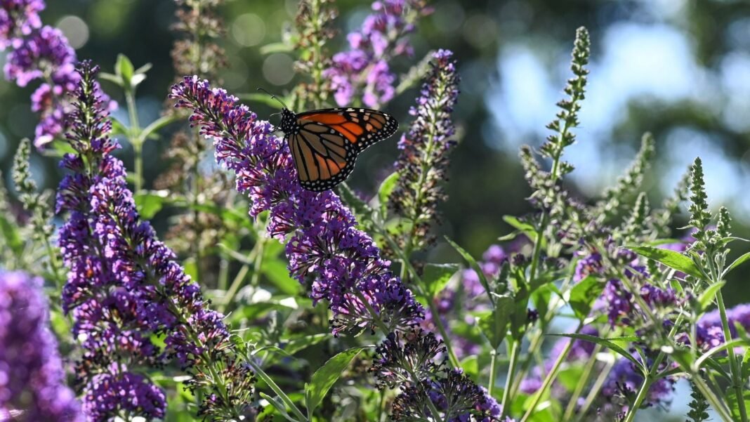 A close-up shot of a small composition of vibrant purple colored flower clusters, with a butterfly crawling on its surface, showcasing pollinator plant swaps