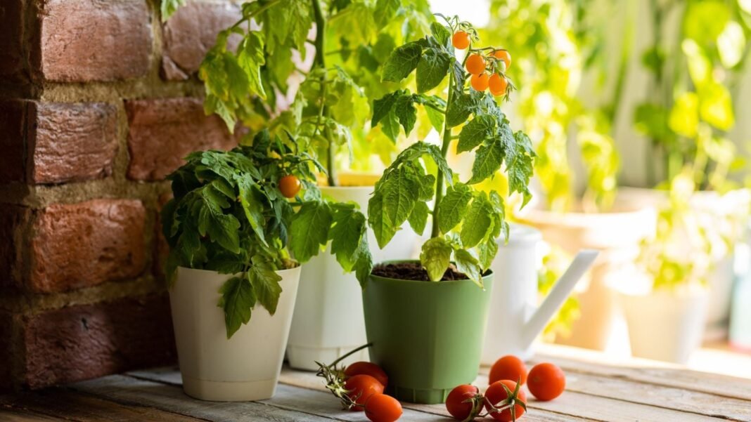 A close-up shot of several potted, and developing fruit-bearing crops, with several fruits on the wooden surface below, showcasing which tomato seeds March