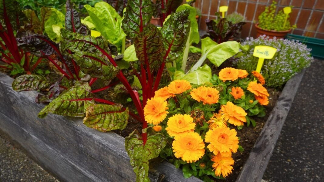 A close-up shot of various leafy crops alongside vibrant yellow-orange daisy-like flowers, placed on a raised bed, showcasing sow outdoors March