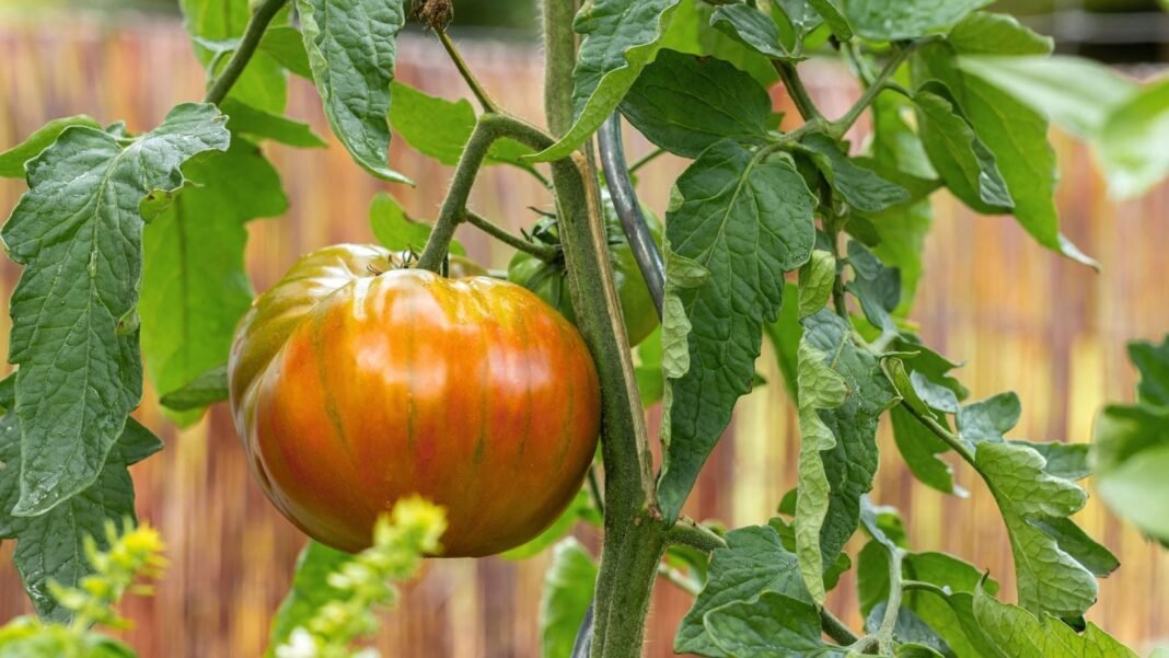 A-close-up-shot-several-dangling-and-ripening-round-red-and-green-colored-fruits-of-the-Berkeley-tie.jpeg A close-up shot several dangling and ripening, round, red and green colored fruits of the Berkeley tie dye tomato