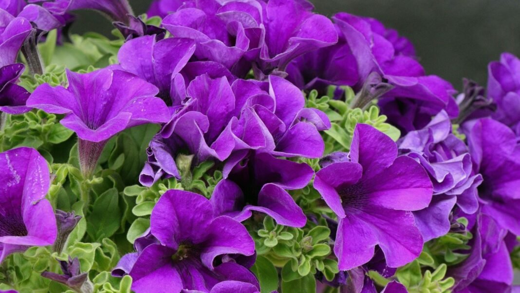 A healthy bush of Tiara Blue supertunia appearing to have a vivid purple color surrounded by green leaves under sunlight