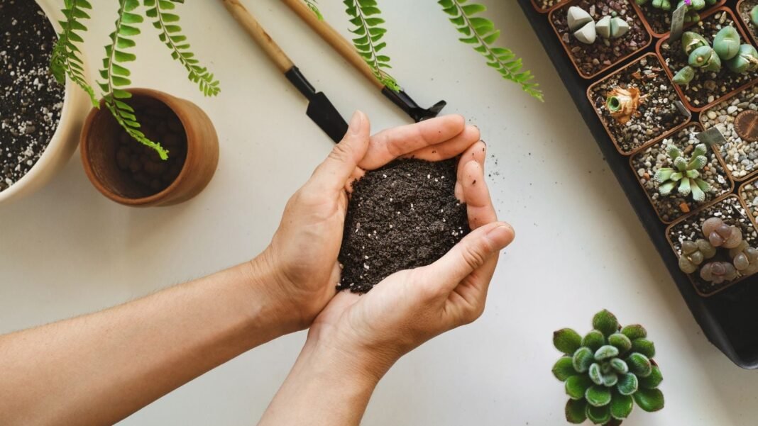 A-person-holding-soil-in-bare-hands-determining-if-potting-soil-killing-plant.jpg A person holding soil in bare hands determining if potting soil killing plant, appearing to be working on various plants placed on a white surface