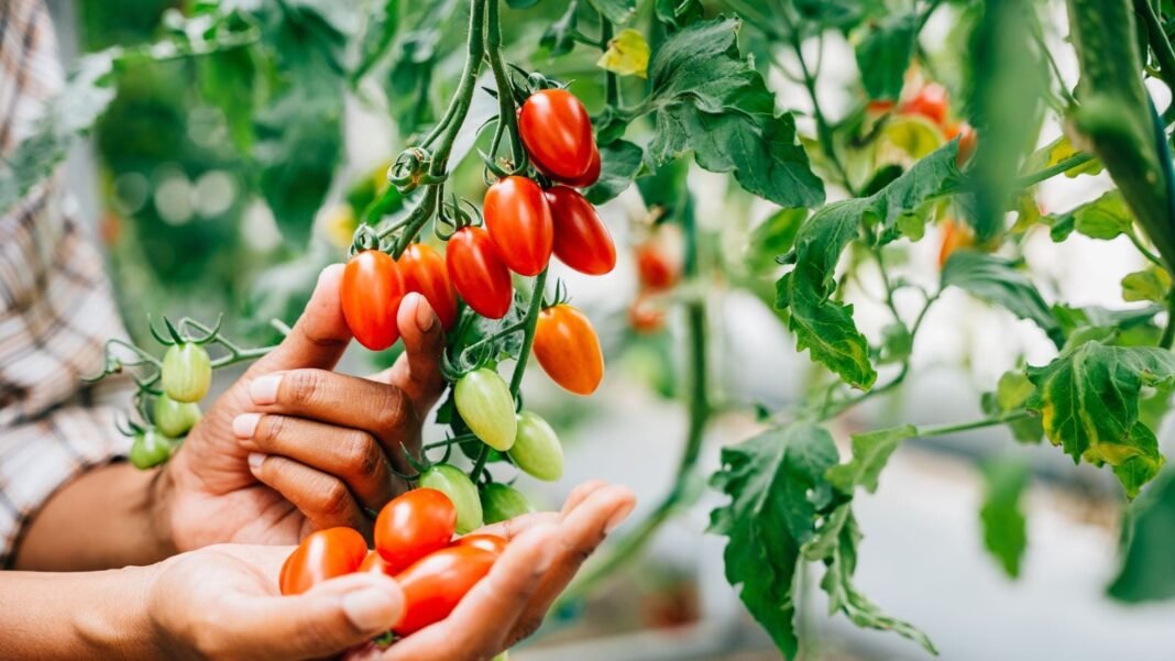 A person who grew tomato seeds greenhouse, holding a bundle of red crops surrounded by lush green foliage