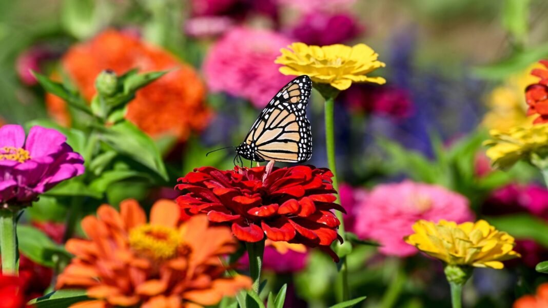 A-shot-of-a-large-composition-of-vibrant-colored-blooms-with-a-butterfly-sitting-on-top-of-a-red-blo.jpeg A shot of a large composition of vibrant colored blooms, with a butterfly sitting on top of a red bloom, showcasing pollinator flowers march