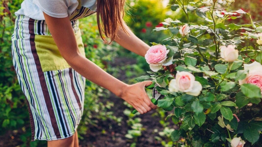 A woman pruning compact shrubs with rose blooms, appearing to have lovely colors surrounded by bright green foliage under the warm sunlight in the afternoon
