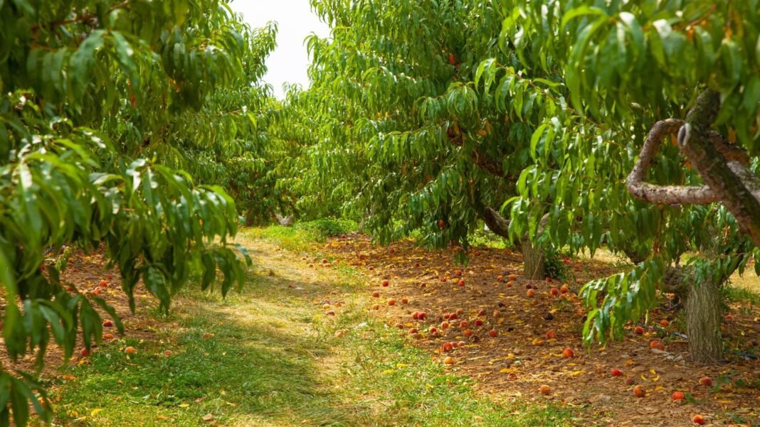 An area with rows of fast growing fruit March, appearing to be in an orchard that has many lovely trees thriving under sunlight
