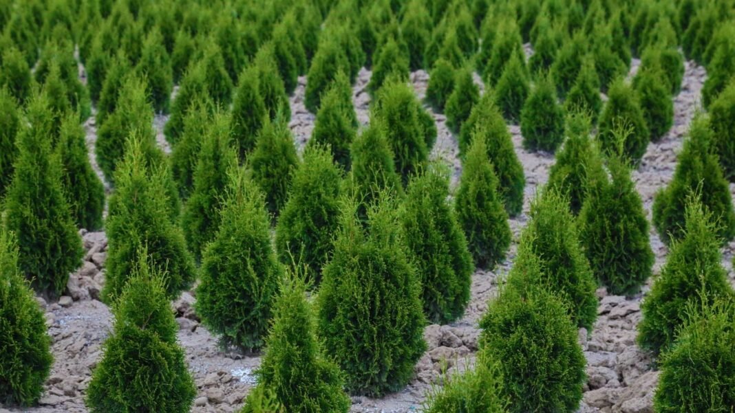 An-overehad-shot-of-a-large-composition-of-developing-evergreen-plants-called-the-Leyland-cypress-tr.jpeg An overehad shot of a large composition of developing evergreen plants called the Leyland cypress tree