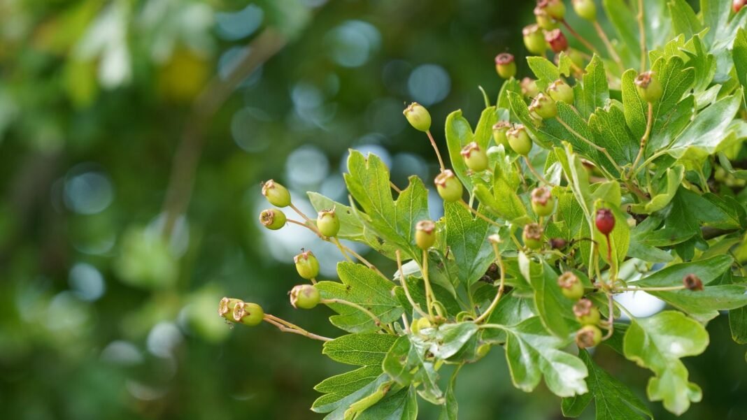 Best-native-plants.jpg A close up of a branch that is one of the best native plants, having bright green leaves that look healthy under warm sunlight