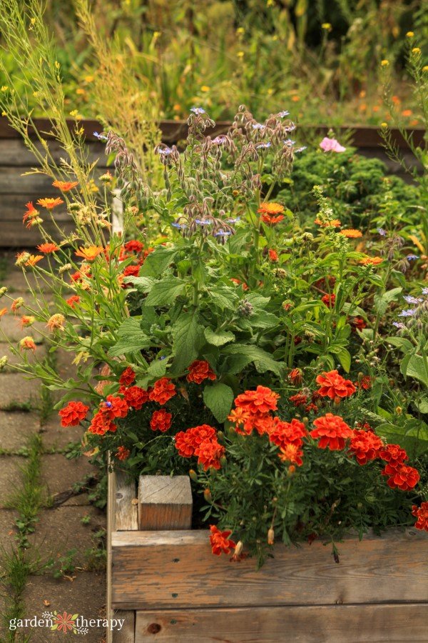 Companion-Planting-5-Custom-1.jpg Converting Lawn into Raised Garden Beds Without Waste