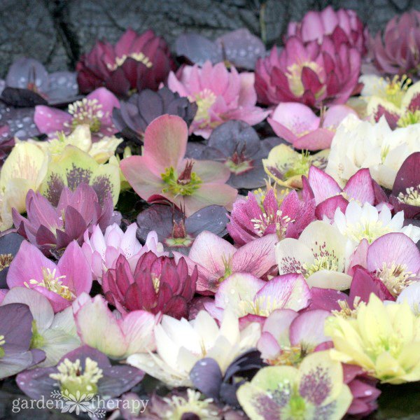 Hellebore flowers floating in water