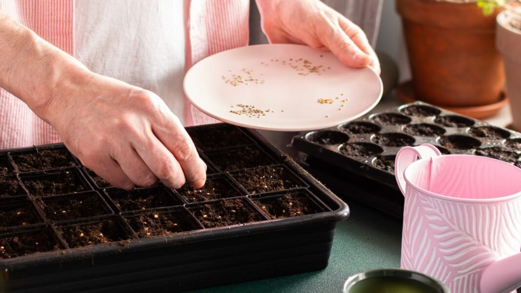 March-seed-starting.jpg A person showing March seed starting, placing seeds in trays from a small white dish with tools scattered on the table