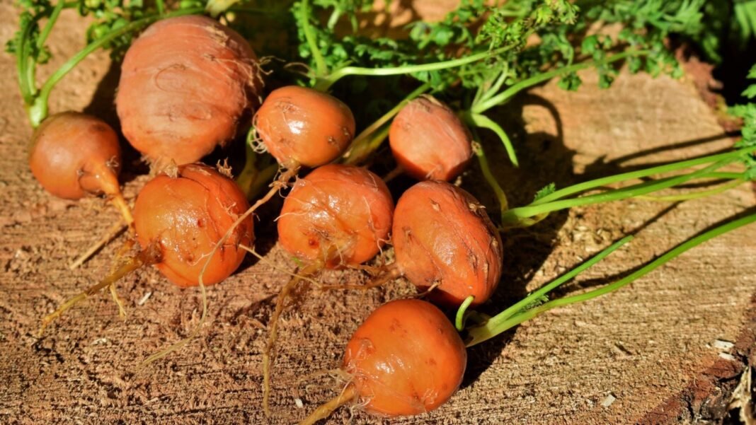 Paris market carrots on dark brown soil, appearing to have round and small forms with an orange color and bright green tops placed under warm sunlight