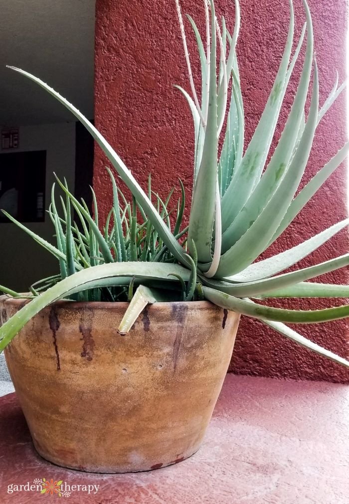 aloe plant care