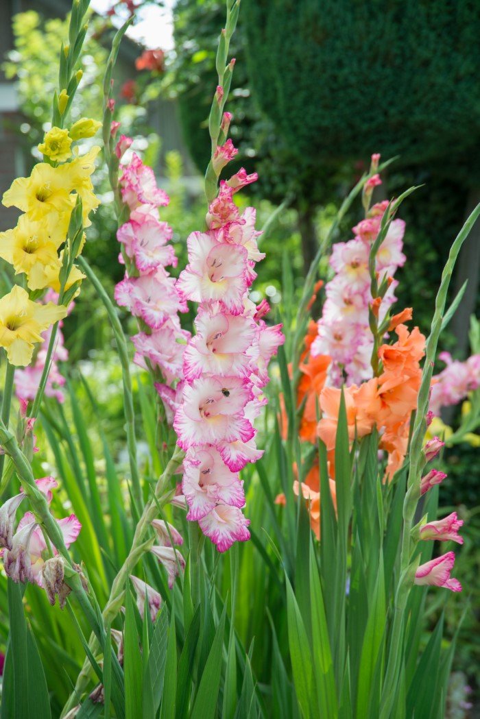 planting-gladiolus-bulbs.jpg growing gladiolus flowers