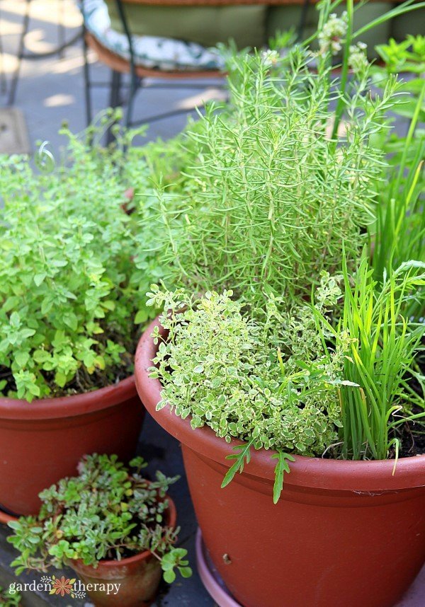 small-space-herb-garden-Custom.jpg Grow Your Own Perennial Herb Container Garden