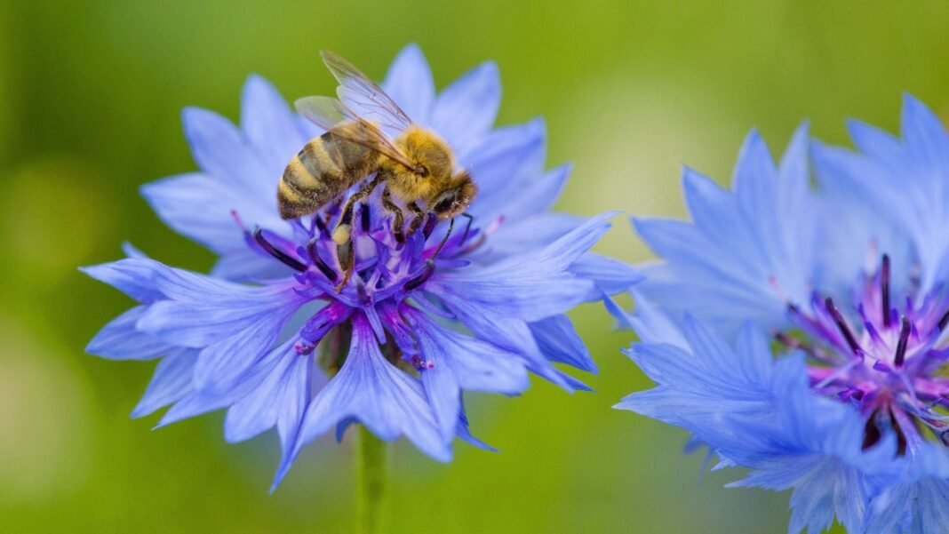 A-close-up-and-overhead-shot-of-a-small-insect-collecting-nectar-from-a-vibrant-bloom-showcasing-blu.jpeg A close-up and overhead shot of a small insect, collecting nectar from a vibrant bloom, showcasing blue flowers bees