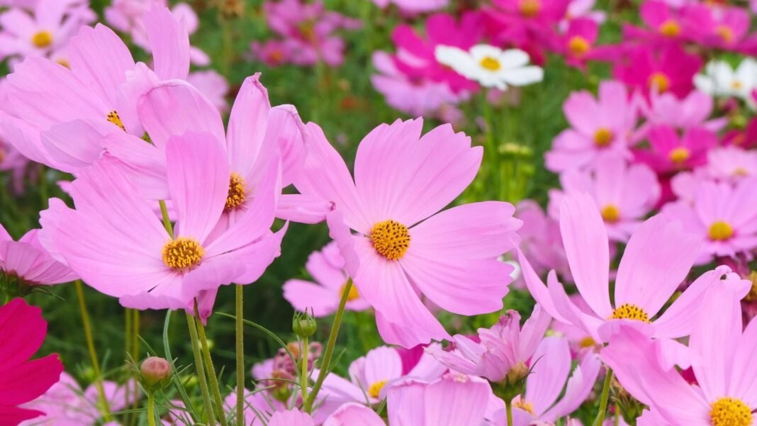 A close-up shot of a small composition of delicate, pink flowers atop slender stems, showcasing start seed April