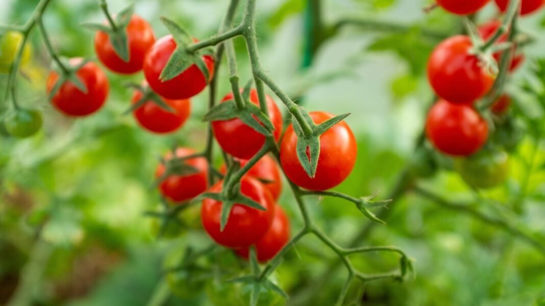 A close-up shot of a small composition of round, red, ripe crops dangling on vines, showcasing when plant tomatoes outside