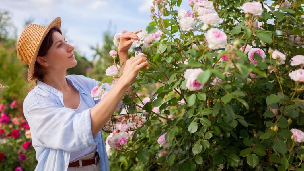 A female gardener performing April rose care, using a tool to deadhead the blooms attached to a lush shrub with lovely green foliage