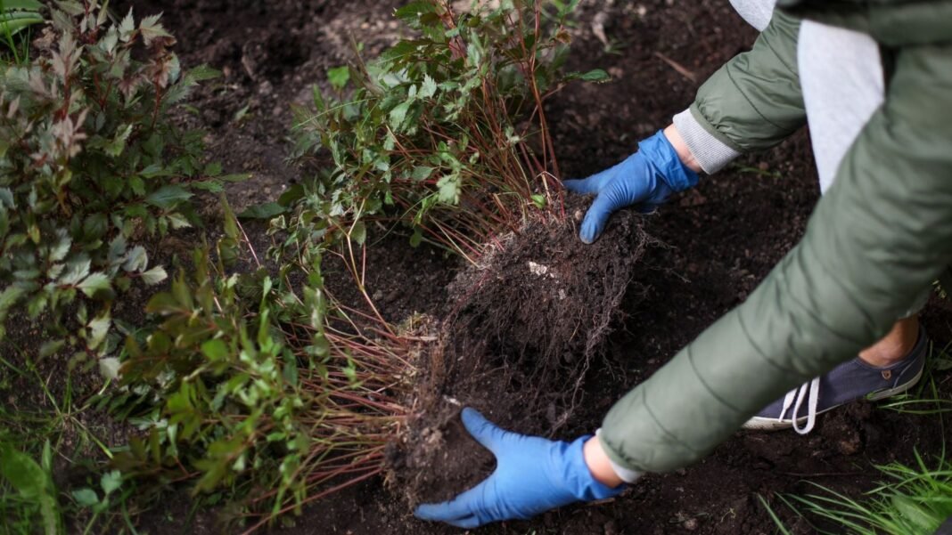 A-gardener-working-to-divide-transplant-perennials-April.jpg A gardener working to divide transplant perennials April, holding two huge clumps of roots using hands while wearing gloves