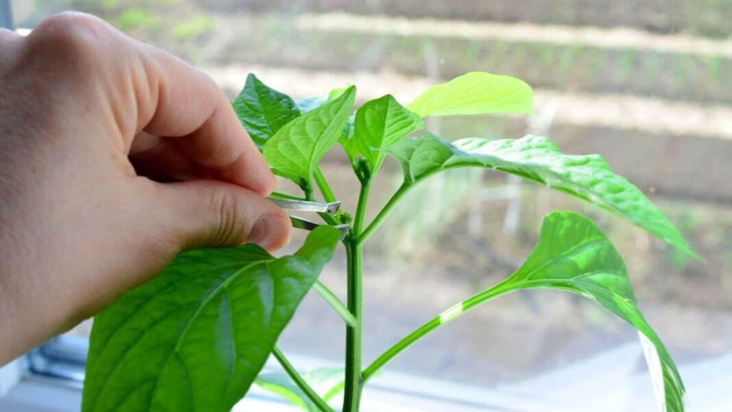 A person using bare hands to pinch pepper plants appearing to pinch off buds of a plant near a well-lit window