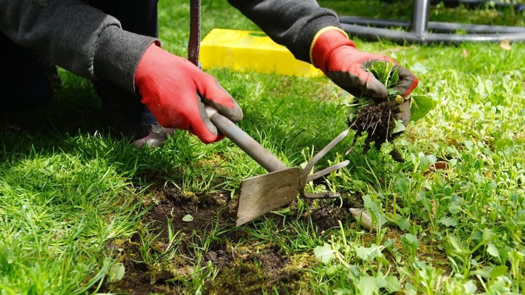 A person wearing red gloves removing early spring weeds, somewhere in the garden with lots of greenery and sunlight