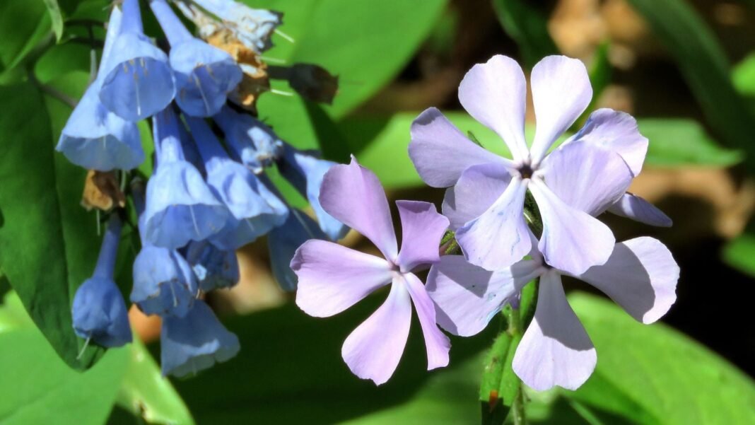 A shot of shade perennials that spread, including bluebells and cool-toned phlox surrounded by bright green leaves