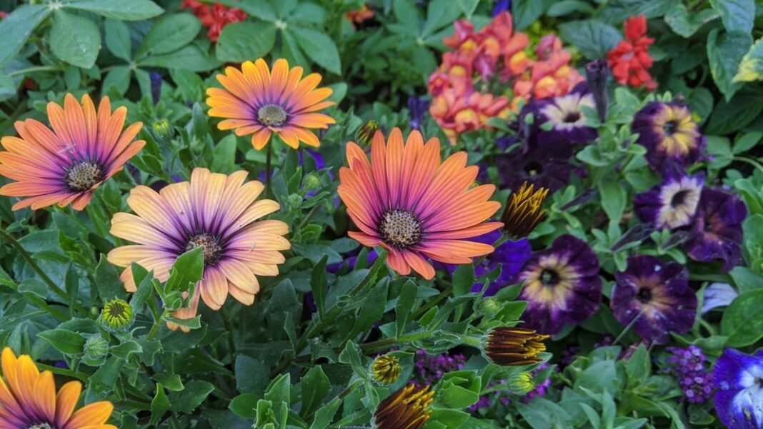 An-area-covered-in-spring-flowers-color.jpg An area covered in spring flowers color, including different types of blooms and plants with vibrant hues surrounded by green foliage