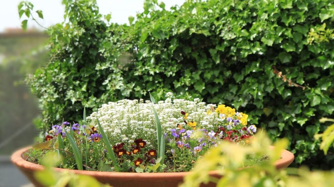 An area with spring container combinations, appearing to have blooms popping out of the lush and healthy plants in pots surrounded by bright green foliage