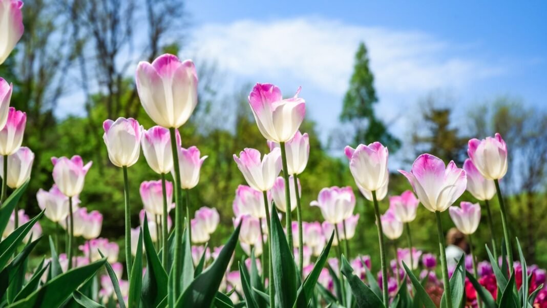 Base-angle-shot-of-pink-and-white-colored-flowers-tulips-come-back.jpg A close-up and base angle shot of a composition of developing pink and white colored flowers atop sturdy green stems, showcasing tulips come back