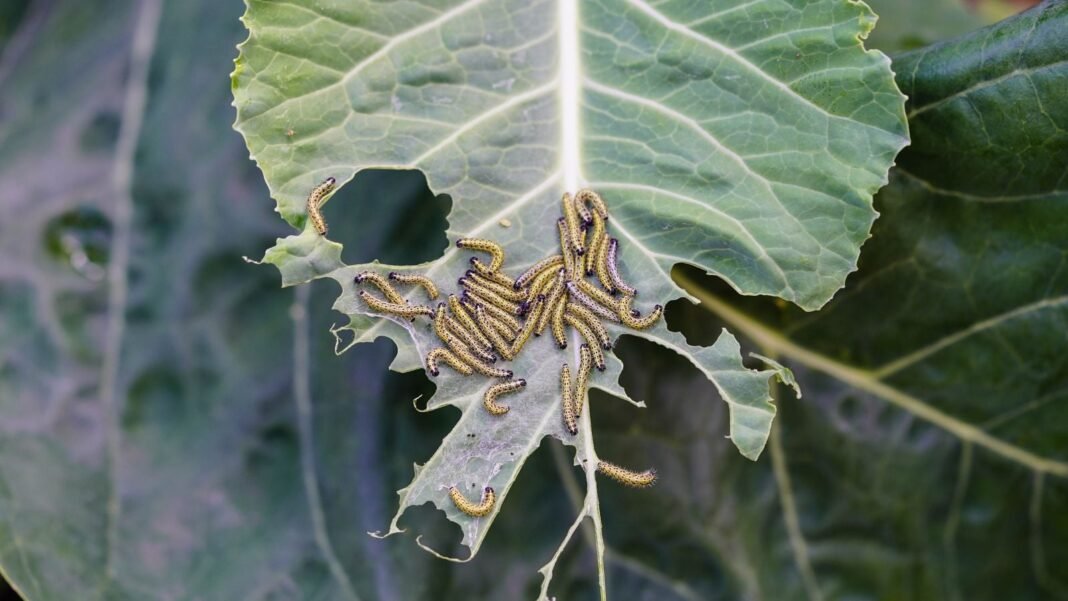 Caterpillars-feeding-on-leaf-spring-garden-pests.jpg A close-up and overhead shot of a large group of yellow and black colored caterpillars, feeding on leafy greens, showcasing spring garden pests