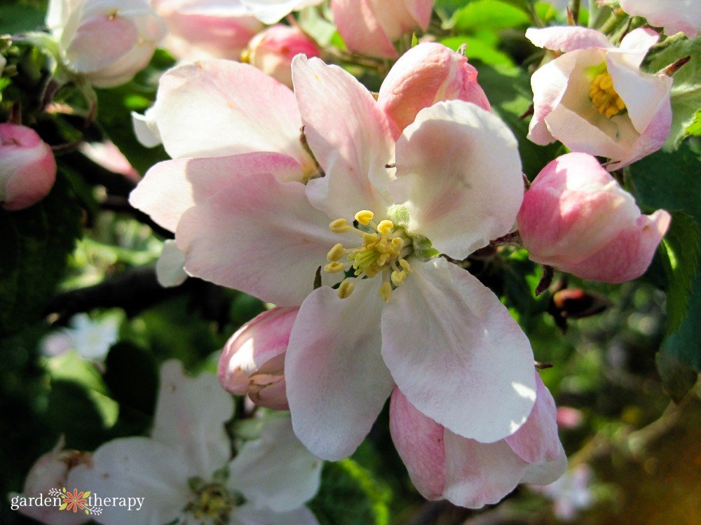 Cherry-blossom.jpg single flowering crab apple blossom
