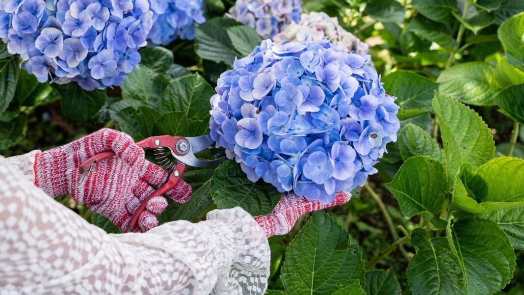 A close-up and overhead shot of a person's hands wearing gloves, in the process of trimming a flowering bush using pruning shears, showcasing shrub pruning guide