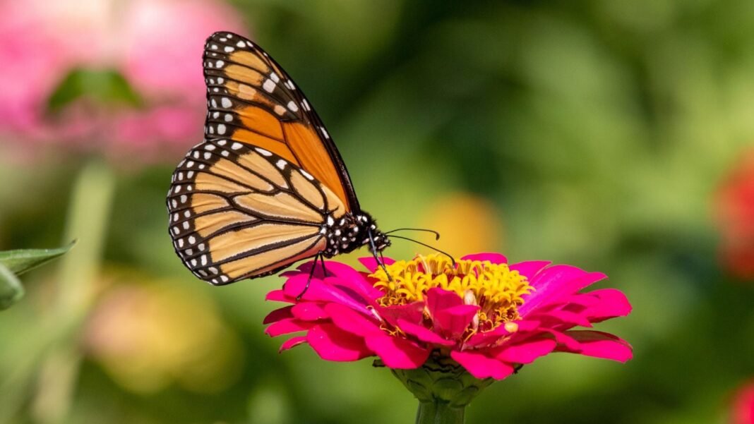 A close-up of a monarch butterfly on top of a vibrant magenta colored flower, in the process of feeding on its nectar, showcasing zinnias for butterflies