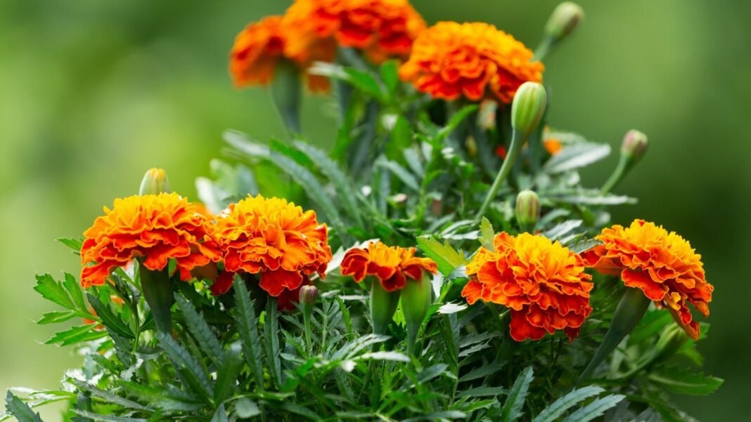 A close-up shot of a small composition of vibrant red-orange colored blooms, sitting atop its green foliage, showcasing how to direct sow marigods