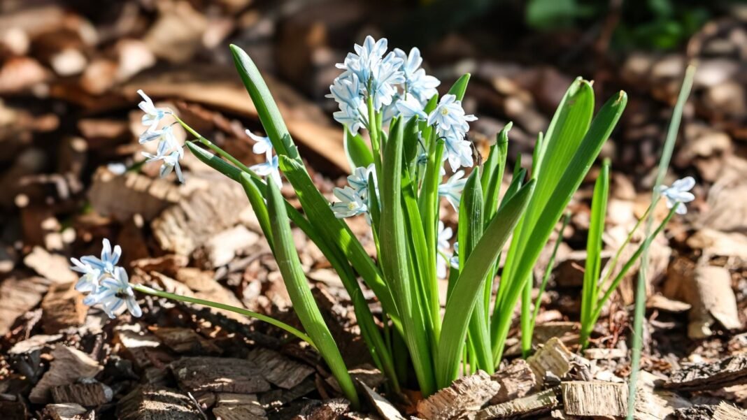 A close-up of a developing flowering plant, placed on rich amended soil, showcasing weed or perennial