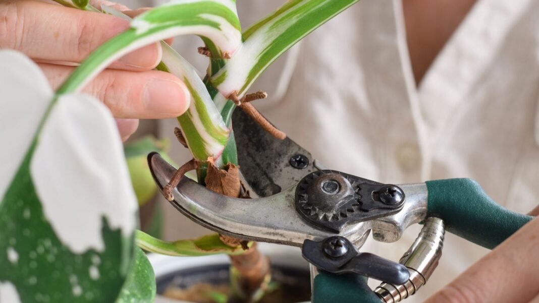 A close-up shot of a person's hand using a pruner, in the process of trimming a houseplant, showcasing how to trim dead philodendron leaves