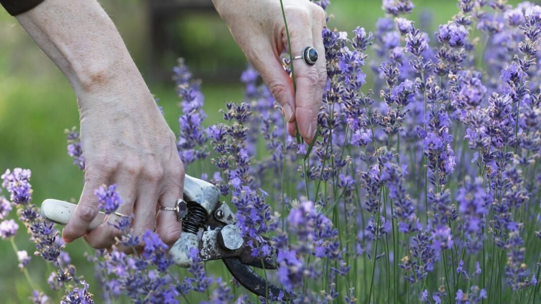A close-up shot of a person in the process of using a hand pruner to cut purple flowers, showcasing how to trim lavender more blooms