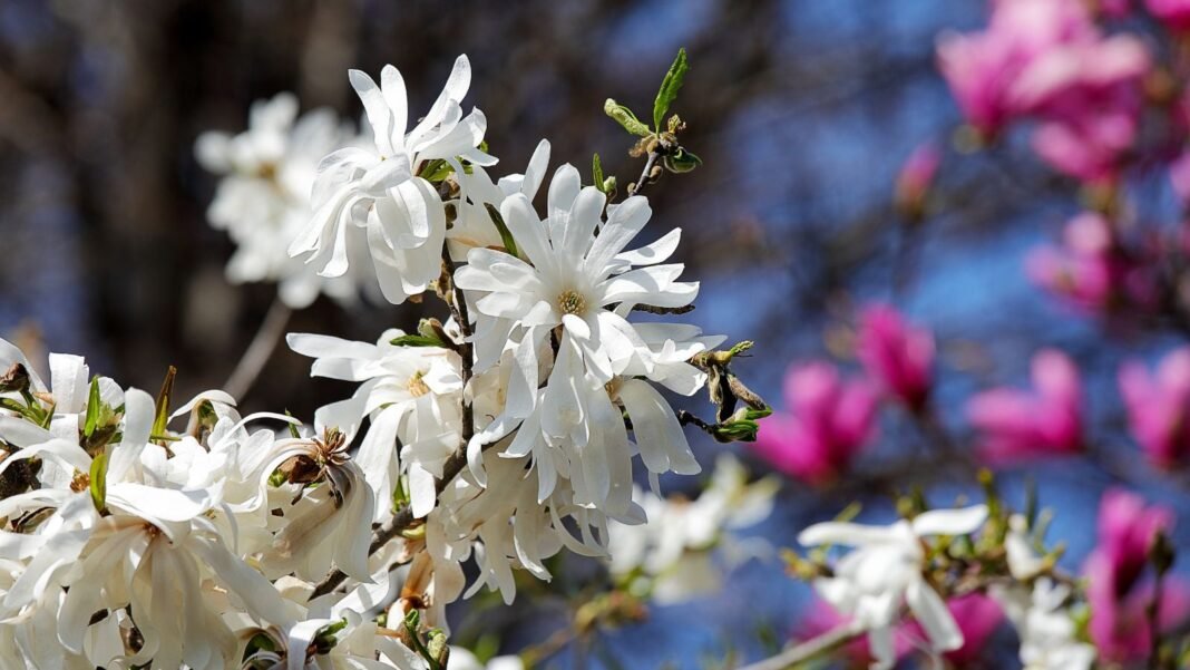 A close-up shot of a composition of star-shaped, white-colored blooms, showcasing the best magnolia varieties for small yards
