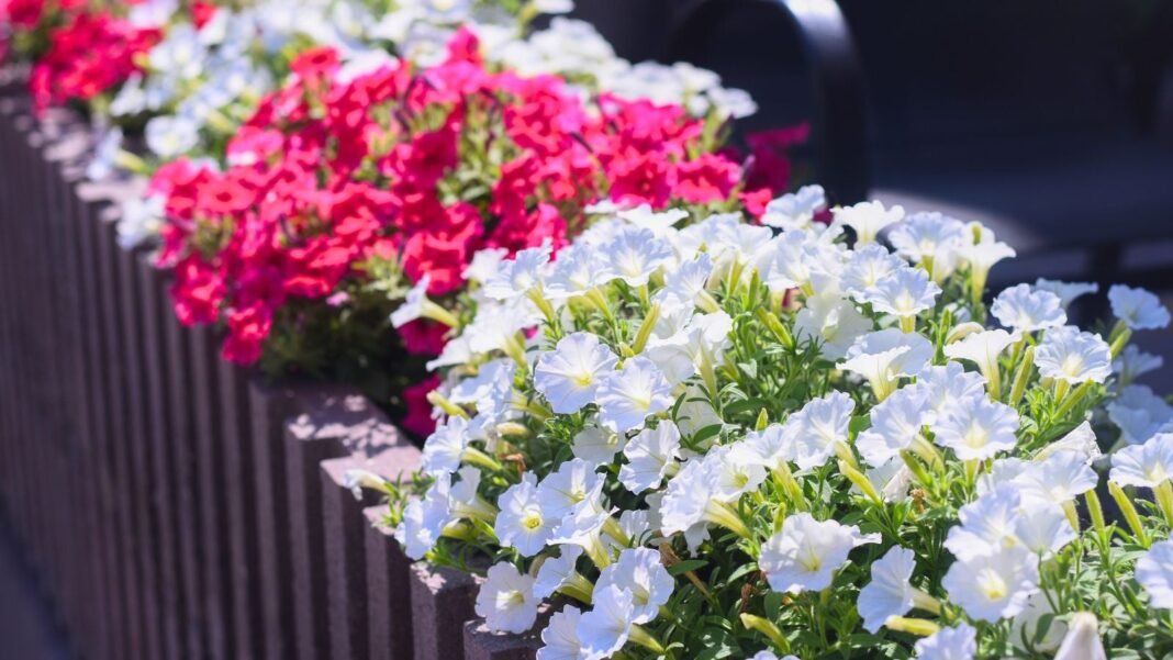 A close-up shot of a large composition of vibrant petunia flowers placed in large containers, showcasing how to keep annuals blooming