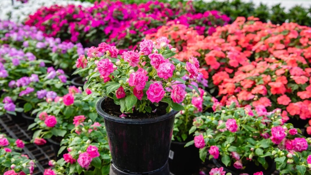 A close-up shot of a large composition of double flowers, one placed in a pot and in the middle, showcasing the rockapulco impatiens